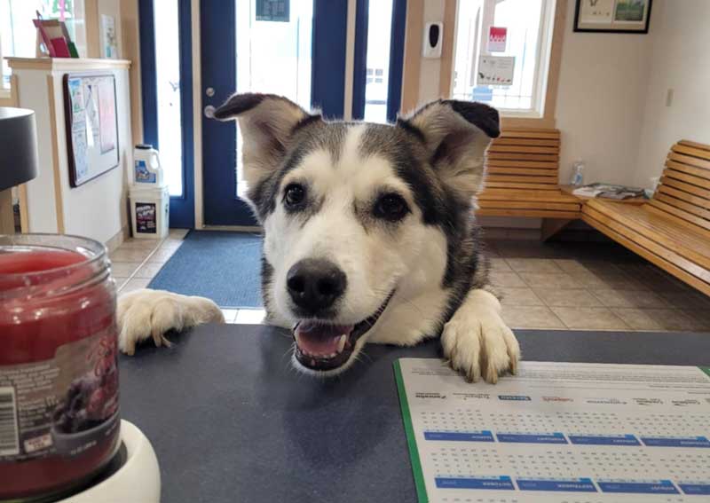 Carousel Slide 3: Dog veterinary care